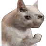 MEMECAT