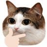 SF_thonkcat