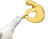 shut