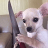 imp_dog_knife