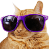 coolestcat