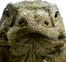 WeirdChamp