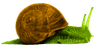 daddysnaily