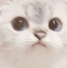 CattoOkay