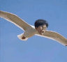 flyeren