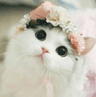 CattoKwute