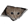 Cattopeek