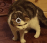 Cattothink