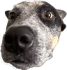 dogbro