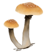 cubensis