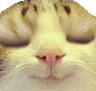 GCay_CatUWU