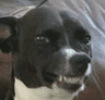 opiesmile