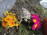 karlflower