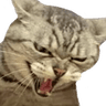 KITTE