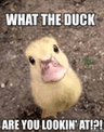 Whattheduck