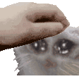 patcatsad