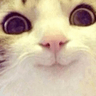 stare_cat