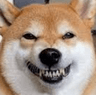 shiba_smile