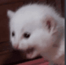 CatScream