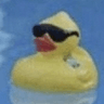 coolduck