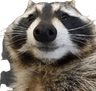 Raccoon_smile