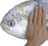 Fishpat