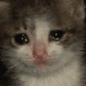 sad_cat