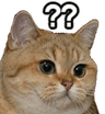 Z_Qs_Cat