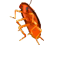 RainbowRoach
