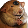 rat