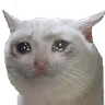 snif_cat