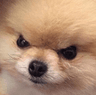 madpup