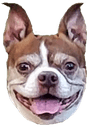 HappyDog
