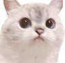 WeirdCat