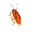 cockroach_dance_party