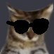 Sunglasses_Cat