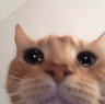 catcry