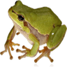 rana