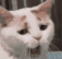 a_yawn_cat