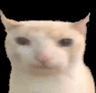 Cat_Bruh