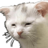 ysls_tiredcat