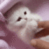 catkittypay