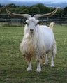 cashmere2