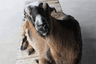 lamancha2