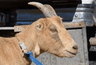 lamancha1