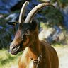 oberhasli2
