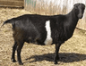 lamancha3