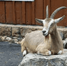 toggenburg1