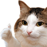 ThumbsUpCat