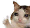 ThumbsUpCatSad